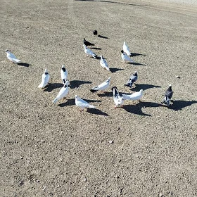 Kepderi