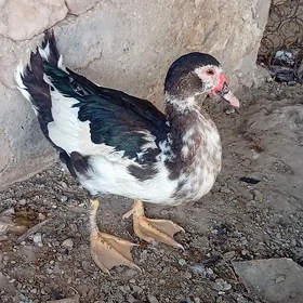 ördek
