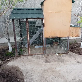 Tawuk ketek