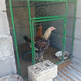 Horaz