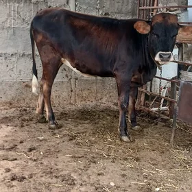 göle tüwe