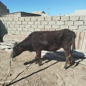 sygyr bogoz