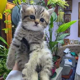 шотландские котята