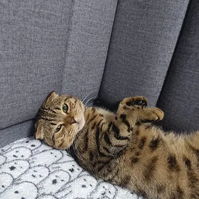 кот на свидание