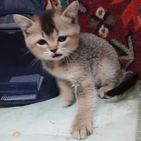 котёнок