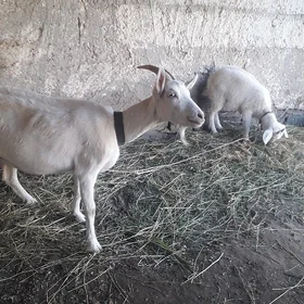 Geçi süýdi