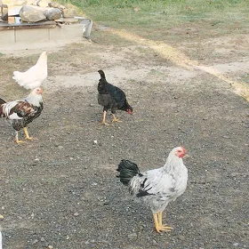 Horazhoraz