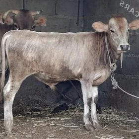 ŞWES OKÜZ🐂🐂🐂