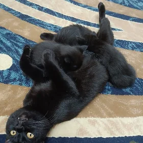 котята