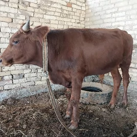öküz