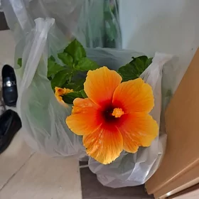 роза китайская, гибискус 🌺
