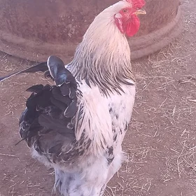 brama horaz