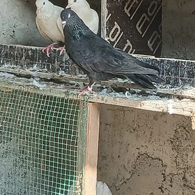 kepderi