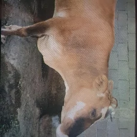 Sygyr