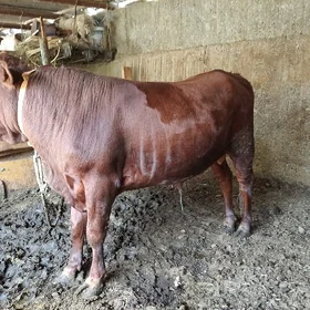 Kosi taslama arka tarapy