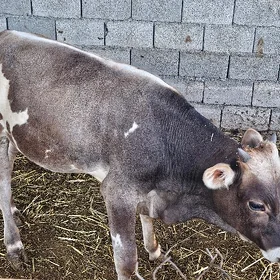OKUZÇE  okuz tuwe gole