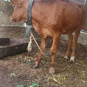 tüwe