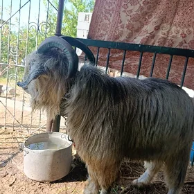 geçi