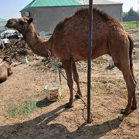 Owşyk Erkek