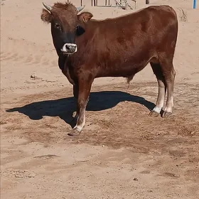 ökuz