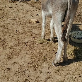Eşek