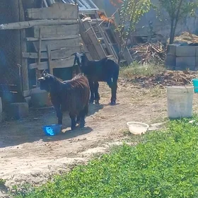 çebiş