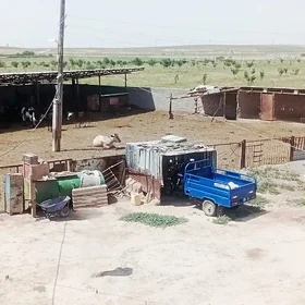 satlyk meydan we sygyr