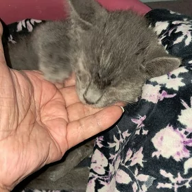 Отдам котёнка