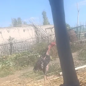 horaz