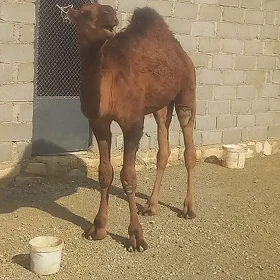 Ogşuk
