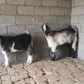 Erkek geçi biçilen