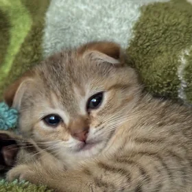 котята