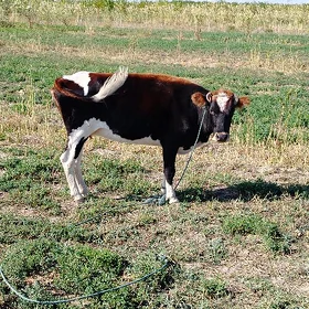 Bogaz sygyr