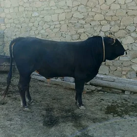 ökiz