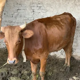 gulajyn gole
