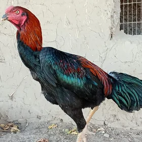 Baysok
