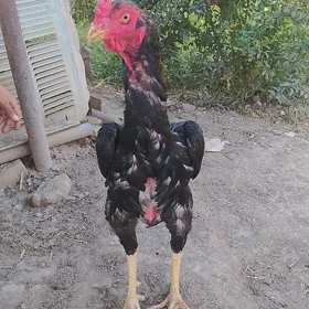 Байсок хораз