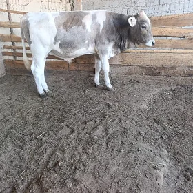Öküzçe