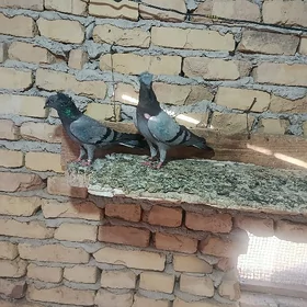 кептер