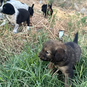 ahotnik spaniel güjük