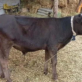 ökuz