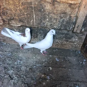 kepderi