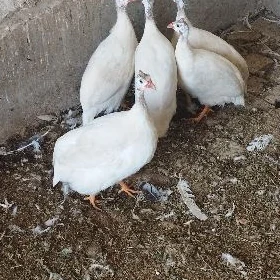 Käkilik