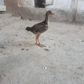 байсов хораз джуже