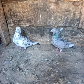 kepderi