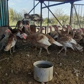 gyzyl induk