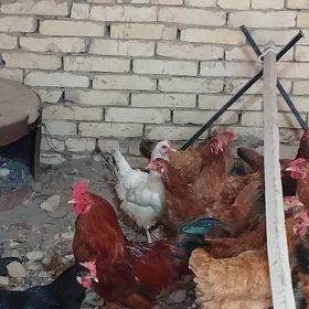 towuk horäz satlyk