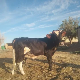 Bakylan öküzçe