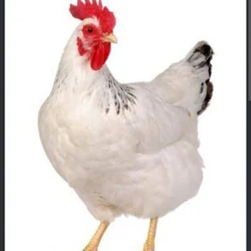 Satlyk towuk ferma