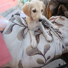 авчы тазы